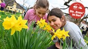 Besonders leuchten die gelben Narzissen im Frühling!