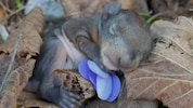 Das süße Eichhörnchen-Baby wurde beim Gassigehen in Tirol entdeckt.