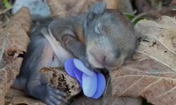 Das süße Eichhörnchen-Baby wurde beim Gassigehen in Tirol entdeckt.