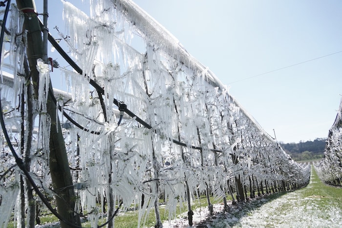 Ein bizarrer, schöner Anblick mit ernstem Hintergrund: Durch Frost- beregnung können sich Bauern ...