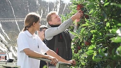 Von der Apfelblüte bis zur Ernte zählt der Spätfrost zu den größten Gefahren. (Bild: Pail Sepp)