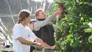 Äpfel aus der Steiermark dominieren die heurige Erntemenge.