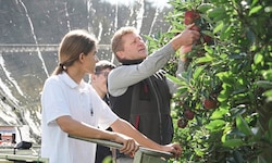 Von der Apfelblüte bis zur Ernte zählt der Spätfrost zu den größten Gefahren.