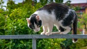 Rund 200.000 Katzen leben in Wiener Haushalten – offenbar unter sehr gefährlichen Zuständen.