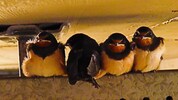 Viele lieben die gefiederten Piepmätzen, die sprichwörtlich Glück ins Haus bringen. Andere gehen ...