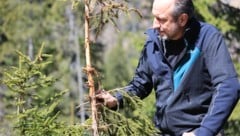 Hermann Schmiderer vom ÖBF-Forstbetrieb Unterinntal mit einem typischen geschädigten Baum in Brandenberg-Weißach (Bild: Birbaumer Christof)