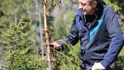 Hermann Schmiderer vom ÖBF-Forstbetrieb Unterinntal mit einem typischen geschädigten Baum in ...