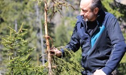 Hermann Schmiderer vom ÖBF-Forstbetrieb Unterinntal mit einem typischen geschädigten Baum in ...