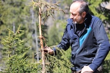 Hermann Schmiderer vom ÖBF-Forstbetrieb Unterinntal mit einem typischen geschädigten Baum in Brandenberg-Weißach (Bild: Birbaumer Christof)