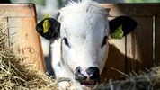 In Ungarn und der Slowakei grassiert derzeit die Maul- und Klauenseuche.