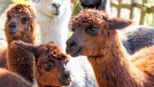Alpakas im Zoo Salzburg