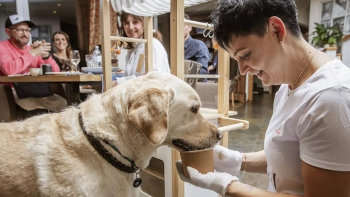 Hunde dürfen Frauchen und Her­rchen ins Restaurant begleiten – zum Frühstück und Abendessen.