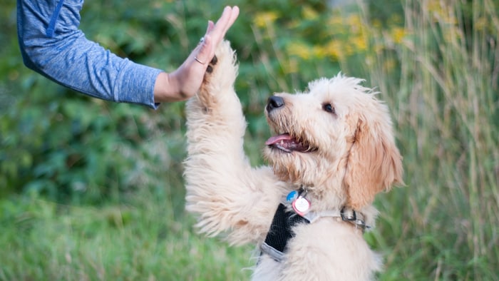 Alles hundefreundlich – Pfote drauf!