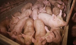 Die Schweine können sich bei dem mangelnden Platz kaum bewegen.