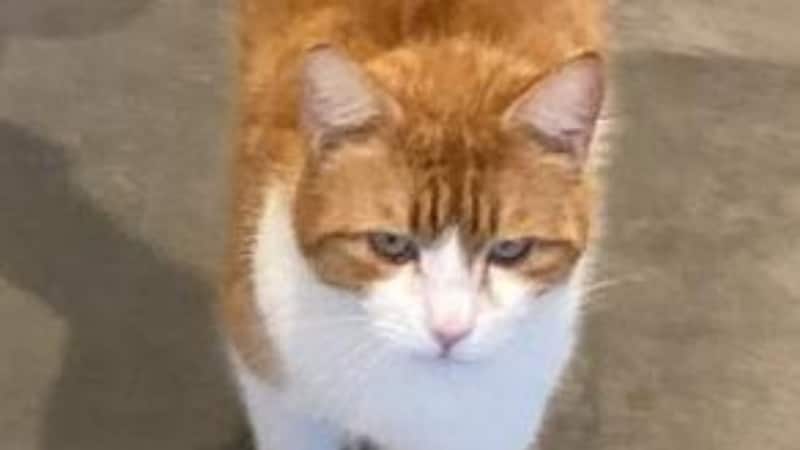 „Findus“ wird schon seit Jänner in Münster vermisst. (Bild: TSV Tirol)