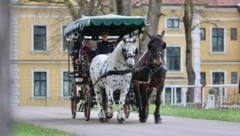 Pferdezentrum Stadl-Paura: 150 Veranstaltungstage im Jahr 2025