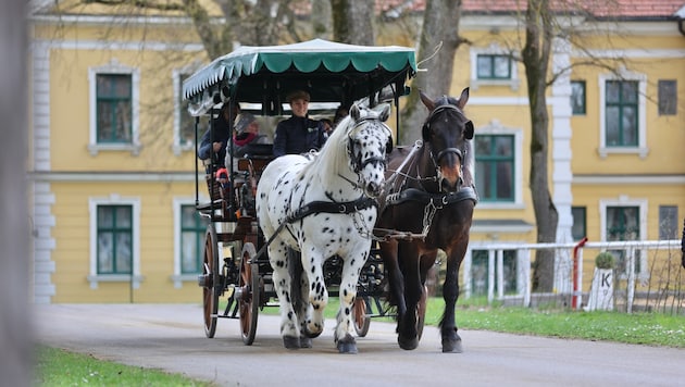 Pferdezentrum Stadl-Paura: 150 Veranstaltungstage im Jahr 2025