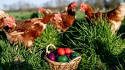 Bunte Eier sind Pflicht in jedem Osternest. 
