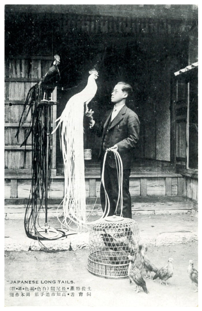 Von Hähnen, deren Federn ein Leben lang wachsen . . .