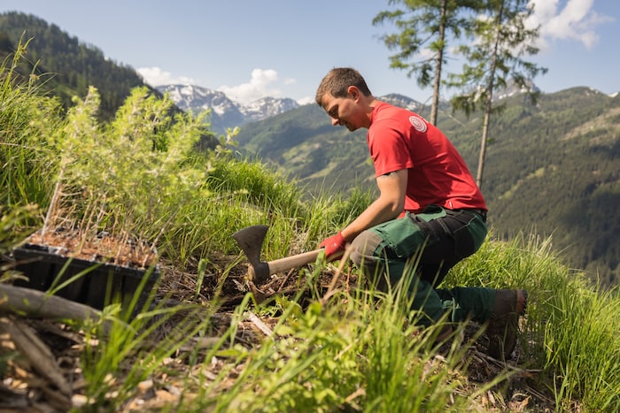 250.000 Bäume werden in der Steiermark gepflanzt.
