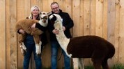 Doris Steiner und Peter Kaltenböck betreiben einen Alpakahof.