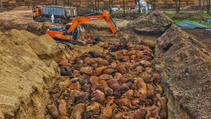 Die Bilder von den Rinder-Massengräbern in Ungarn wird man wohl nicht so schnell vergessen.