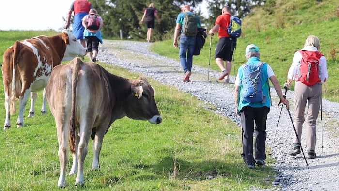 Auf den Almen kommen Wanderer oft direkt mit Tieren in Kontakt