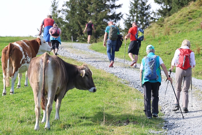 Auf den Almen kommen Wanderer oft direkt mit Tieren in Kontakt