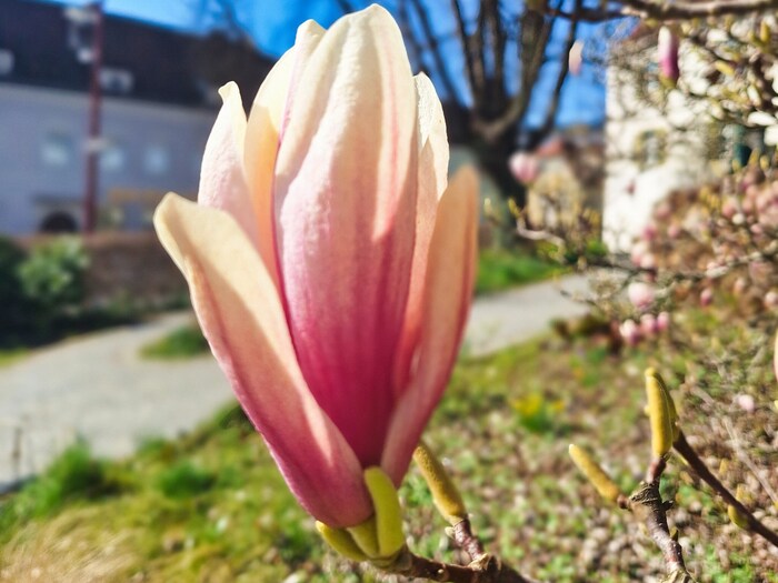 Prächtige Frühlingsboten am Wegesrand.