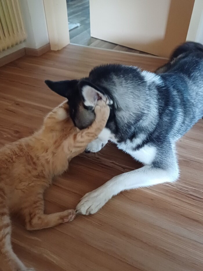 Vergnügt toben die beiden durchs Haus. 
