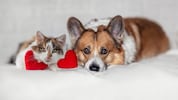 Viele Steirer setzen sich für den Tierschutz ein. Bitte um Vorschläge, wer Außergewöhnliches ...