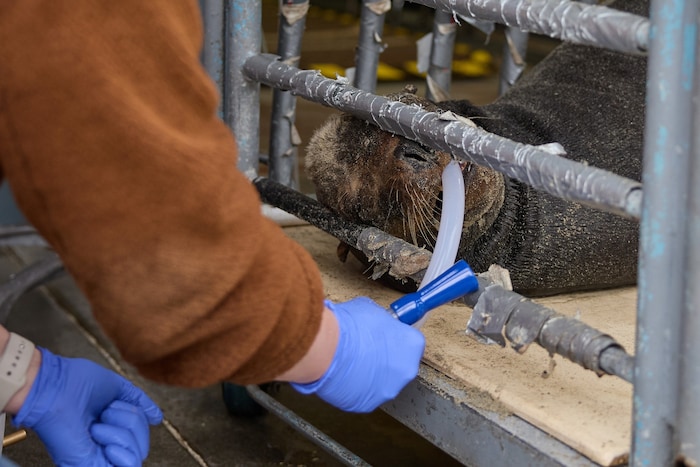 Die Tiere bekommen eine Sonderernährung.