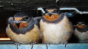Schwalben in Not – sie finden immer weniger Plätze zum Nestbau. (Bild: Georg Wastl)
