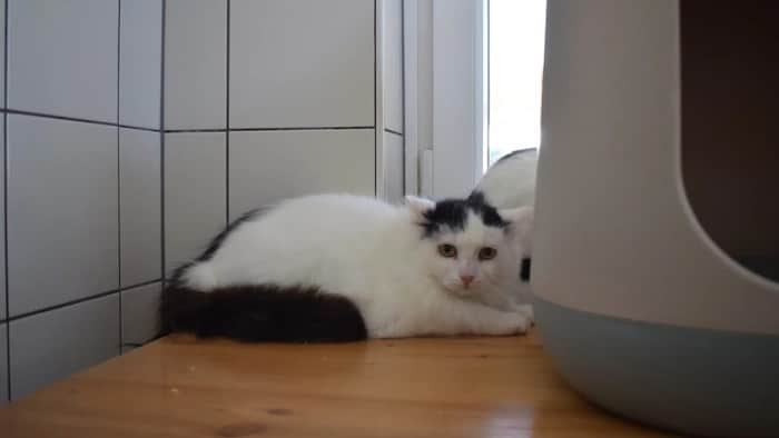 Petterson wartet im Villacher Tierheim.