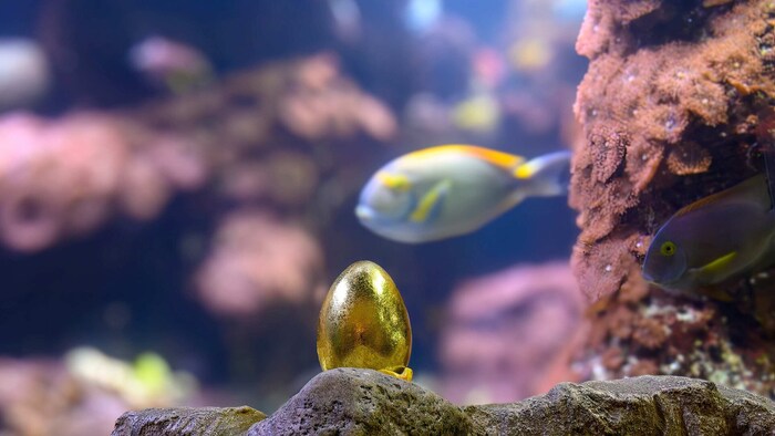 Auch die Tiere im Riffbecken suchen schon fleißig: finden sie das goldene Ei?