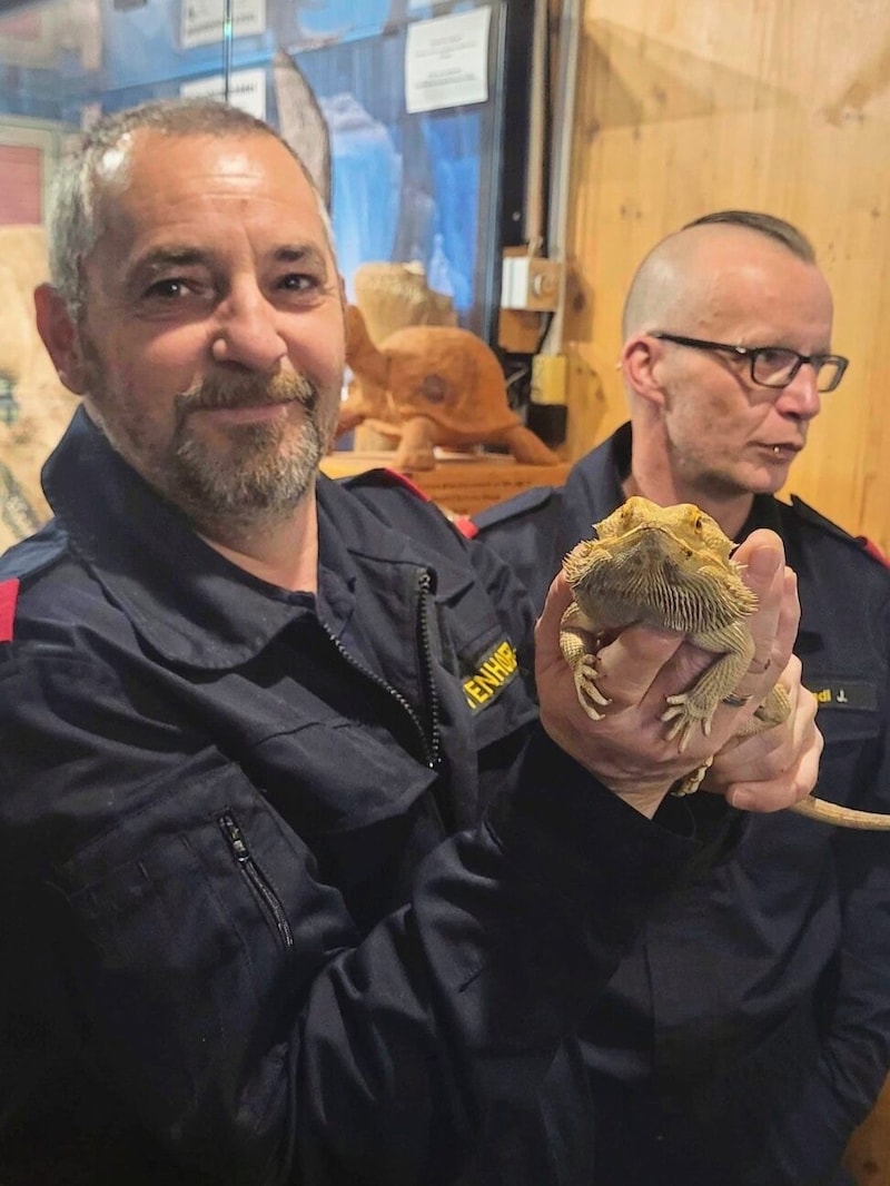 Auf die flinke Bartagame haben die Einsatzkräfte jetzt im Griff. (Bild: FF Gloggnitz)
