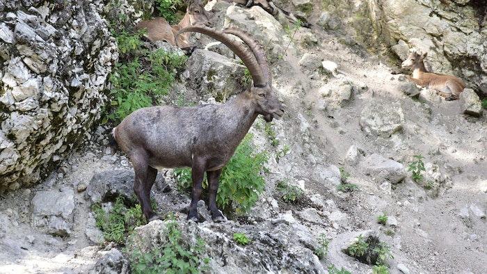 Auch Steinböcke zählen zu den Paarhufern.