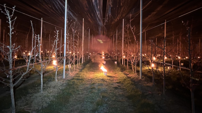 Insgesamt 400 Frostkerzen sorgten in der Frostnacht dafür, dass die Temperatur im Obstgarten ...