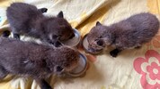 In der Wildtierstation von Peter und Carina Werbik in Steinabrückl werden derzeit fünf verwaiste ...