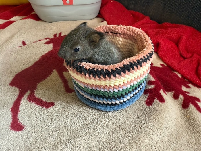 Auch ein aus dem Nest verstoßenes Eichhörnchen wird gerade von den Werbiks in der ...