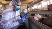 Bricht die Seuche bei uns aus, müssen 50.401 Rinderhalter, 16.608 Schweinehalter, 16.143 ...