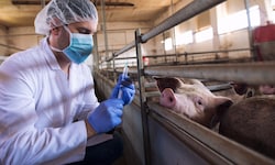 Bricht die Seuche bei uns aus, müssen 50.401 Rinderhalter, 16.608 Schweinehalter, 16.143 ...