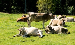 Auf den Alpen ist die Gefahr einer TBC-Infektion besonders groß. Die Übertragung erfolgt meist ...
