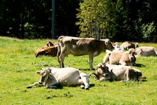 Auf den Alpen ist die Gefahr einer TBC-Infektion besonders groß. Die Übertragung erfolgt meist ...