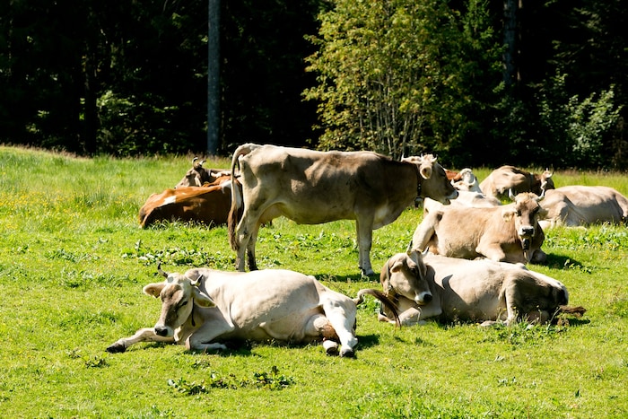 Das Idyll trügt: Die Landwirtschaft in Vorarlberg hat mit vielen Problemen zu kämpfen.