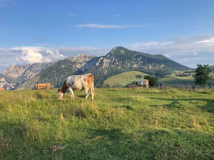 Auch tierische Besucher gibt‘s auf der Hüttenroas.
