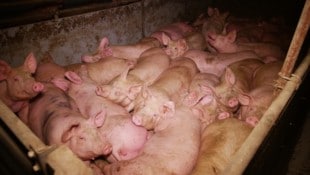 Ein Landwirt musste sich mit seiner Ehefrau und dem gemeinsamen Sohn unter anderem wegen ...