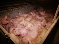 Ein Landwirt musste sich mit seiner Ehefrau und dem gemeinsamen Sohn unter anderem wegen ...