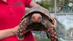 Das Lachen einer Strahlenschildkröte. (Bild: Elena Überbacher)