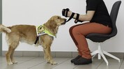 Assistenzhündin „Maja“ war in einem Hotel in der Steiermark nicht erwünscht. 